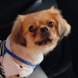 bakida it satisi: Pekines, 1 il, Dişi, Peyvəndli, Ödənişli çatdırılma — 1