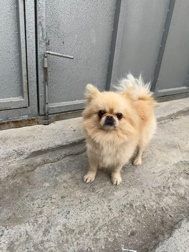 Şpitz, Erkek lalafo.az -da — 6 Şpitz, Erkek — 6