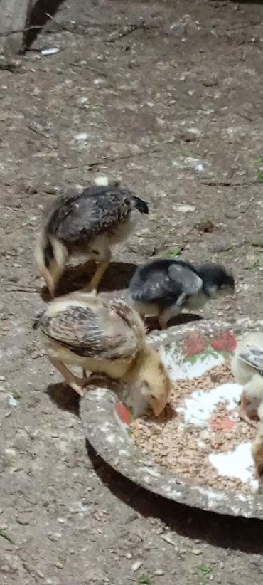 Yemlər: Heyrati pleymut cücələr satilir.15 günlükdülər.irak cinsi — 2