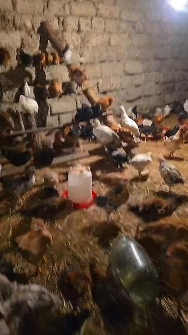 kreditle heyvan satisi: 50gunuy kənt colpaları var satıq xacmazda vasapa yaz 0554626380 — 4