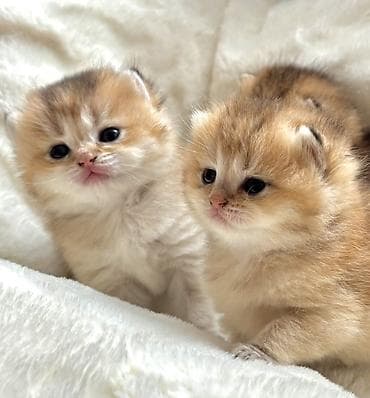 pişik pers: Gold Shinsilla (Baby Face) 30 gunluk Balalar Fikri ciddi olan narahat — 2