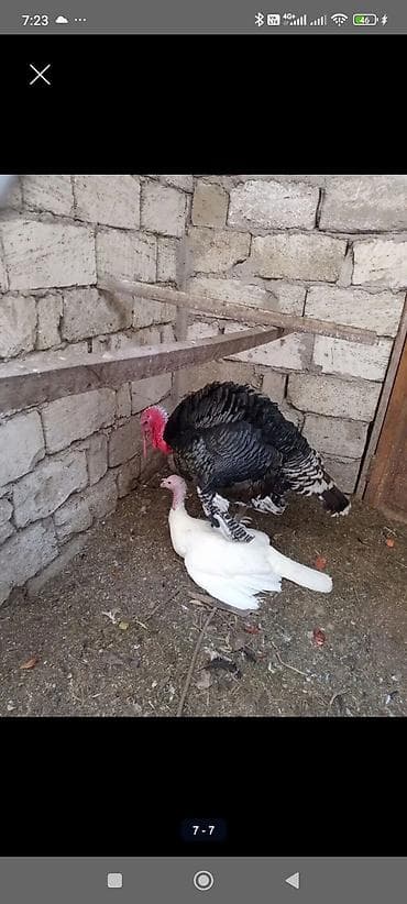 gilezi yumurta: Hinduşka yumurtası hind quşu Mayalı hinduşka yumurtası Bilgəh - — 6