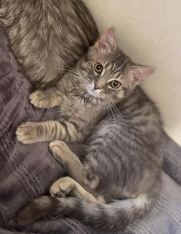 5 ayliq korpe: Tabbi, Yaxşı əllərə — 1