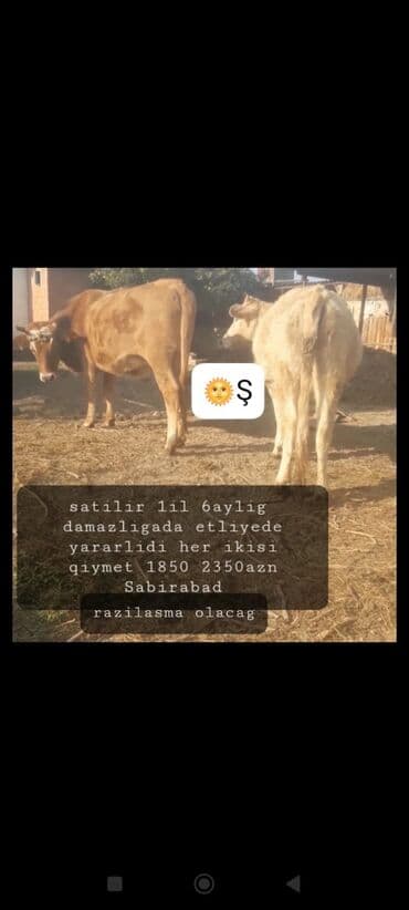 inək sagan: Dana, buzov, Dişi, ay: 12, Damazlıq — 1