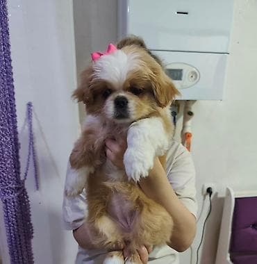 it satisi balaca: Shi-tsu, 2 ay, Dişi, Peyvəndli, Ünvandan götürmə — 2