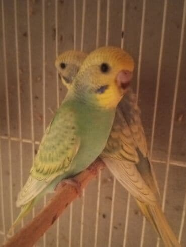 karella quş: Biri 9 manat rengbereng balalar Unvan Bileceri — 10