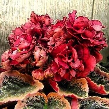 bənövşəyi gül şəkilləri: 5,6 m starter — 9