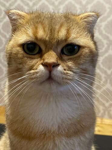 золотая шиншилла баку: Qızıl şinşilla, Erkək, Cütləşmə üçün — 5