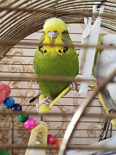 qus adlari: Продаю попугаявозраст год — 2