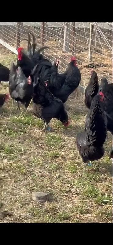 Quşlar: Astirolop toyuqları 11 eded satılır 2 xoruz 9 toyuq — 9