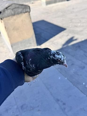 Qara Əbrəş erkək Dünən yarım havadan tutmuşam Paylaşdığım quşlar