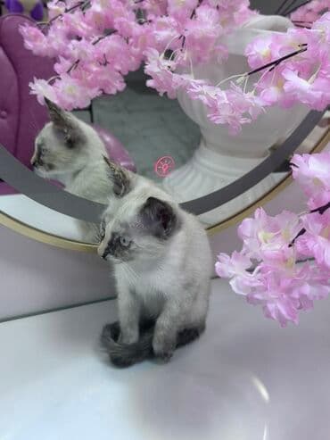 pişik cinsləri: Siam, Dişi, Yaxşı əllərə — 6