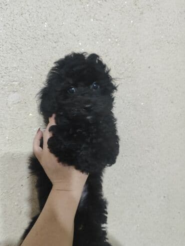 той пудель цена: Pudel — 1