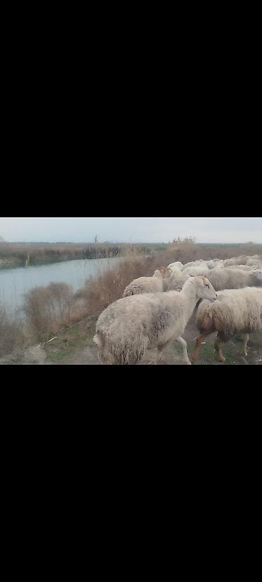Digər heyvanlar: 650 baş qaradolaq sortu satlır əlaqə nömrəsi 051.749.31.84 — 9