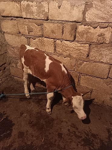 pudel disi: Süd inəyi və balasi 2 ci balsidi 2 ayliğ simental dişi bala ile — 1