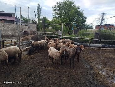 cücə və xoruz təmsil: Qoyun sürüsü – ətlik və damazlıq üçün - Şəkillərdə gördüyünüz kimi — 1