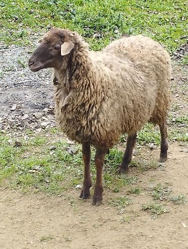 Yemlər: Salam Allah hamının malına bərəkət versün! Şəkildə gördüyünüz quzular — 8