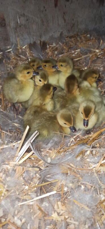 Lavanda balaları satılır təmiz sortdu iri cəkili və təsərufatda tez — 2