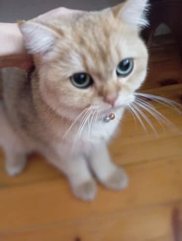 британская шиншилла: Шиншилла, В добрые руки — 4