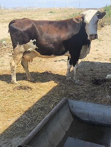 i̇ney: Erkey balaynan Tecli satlir İnek 4 ayliq bogazdi 5 ayliq yanda danasi — 1