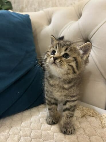 british pişik qiymeti: Britan, Erkək — 1