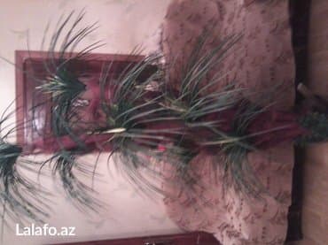 süni ağac: Dekarativ palma ağacı. Hündürlüyü 1. 90sm. 7 budaqlı — 4