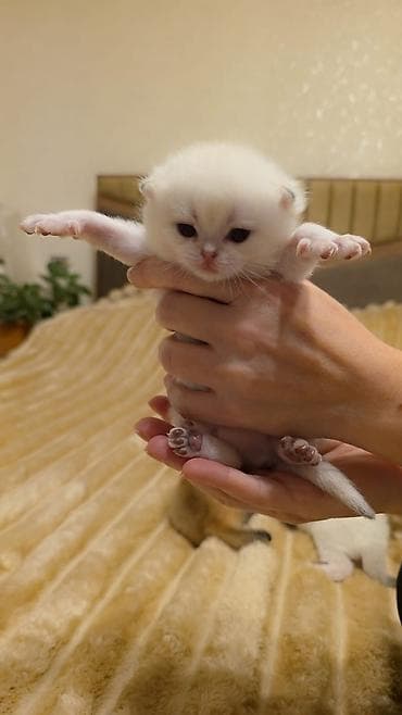 pişik qara: Yumşaq tüklü, iri gözlü balaca pişik balaları. Rənglər: krem-ağ və — 6