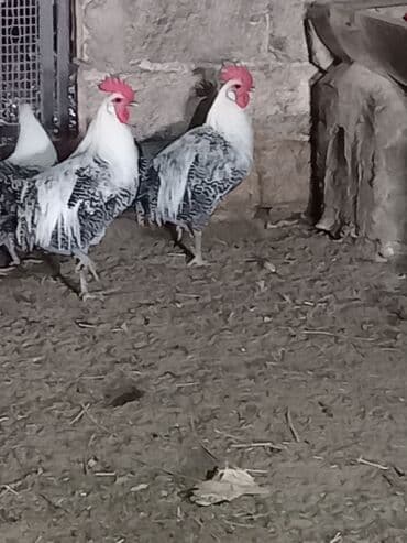 xarkov sortu toyuq: Brekel cinsi xoruzlar satılır.8 aylaqdılar.Kürdəxanıdadır — 2