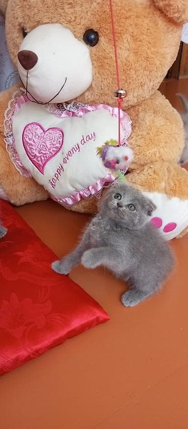 Pişiklər: Şotland yastı qulaq — 6