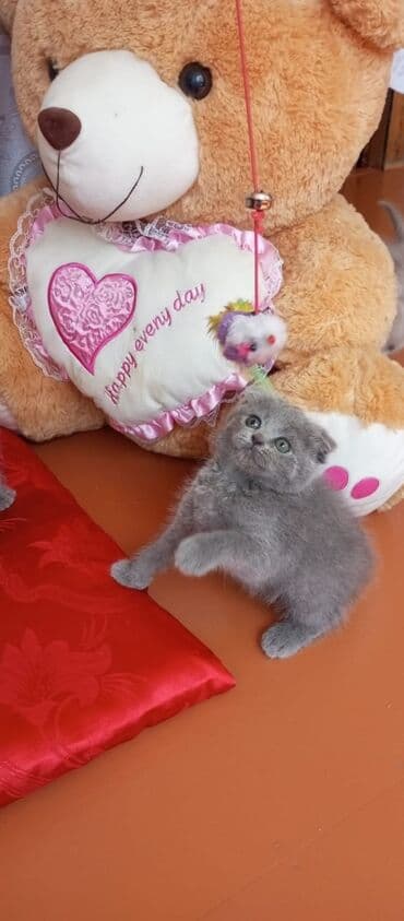 şotlan pişik: Şotland yastı qulaq, Erkək, Dişi, Yaxşı əllərə, Ünvandan götürmə, Pulsuz çatdırılma, Ödənişli çatdırılma — 51