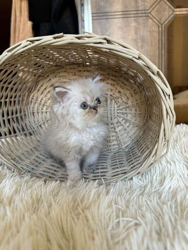 şotlan pişik: Şotland yastı qulaq, Erkək, Dişi, Yaxşı əllərə, Ünvandan götürmə, Pulsuz çatdırılma, Ödənişli çatdırılma — 178