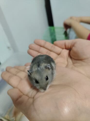 doberman iti qiymeti: Salam aleykum Cırtdan hamsterlər - Növ: cırtdan (Djungarian) hamster — 5