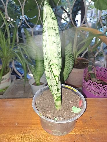 Sansevieria (Qayın dili) – otaq bitkisi - Növ: Sansevieria lalafo.az -da Sansevieria (Qayın dili) – otaq bitkisi - Növ: Sansevieria