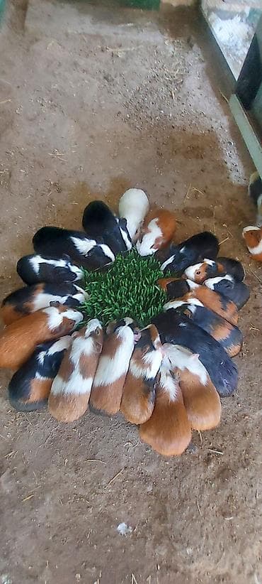 Wekilde gorduyunuz Sivinkalar satilir xeyvanlarin saglamliqina