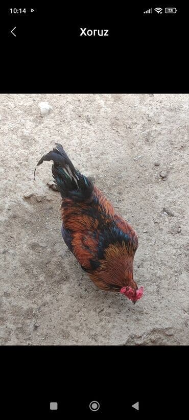 Xoruz - Növ: kənd xoruzu - Rəng palitrası: qırmızı-qəhvəyi bədən