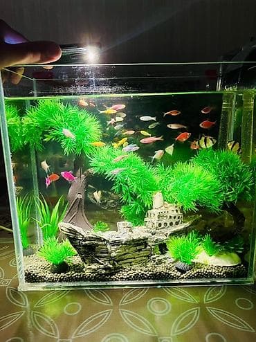 akvar: Akvarium dəsti 15balıq və dekorla biryerdə(gəmisiz) — 1