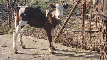 Dişi, Simental, il: 3, 450 kq lalafo.az -da Dişi, Simental, il: 3, 450 kq