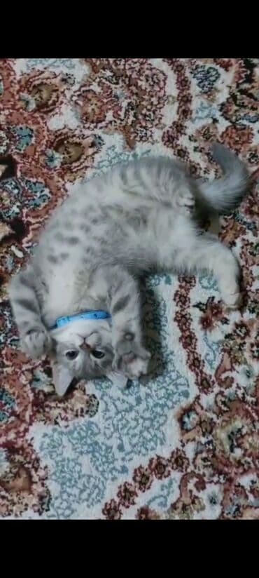 bala pişik adları: Boz rəngli balaca pişik balası - Cins: ev pişiyi (boz, təkrəng və — 1