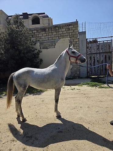 atlar heyvan: Boz rəngli at – idman və gəzinti üçün - Cins tipi: Şərq (yüngül — 4