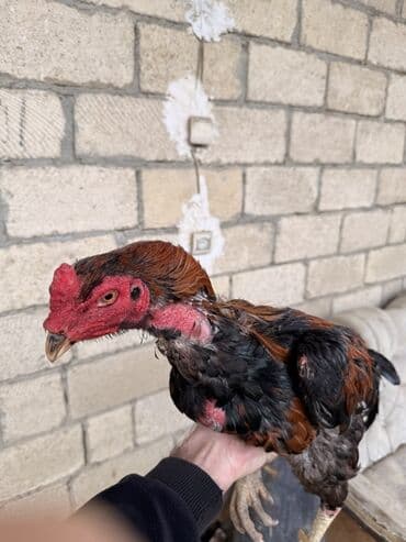 2 ayliq cuceler: Xoruz, il: 2, Ünvandan götürmə — 4