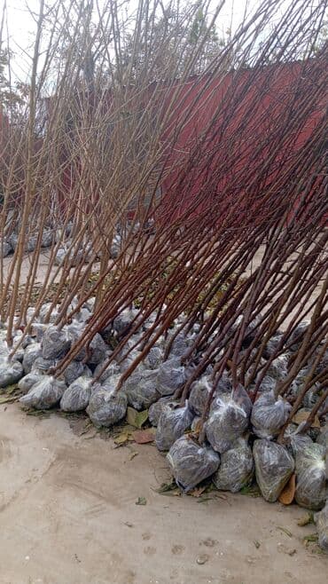 пластмассовый бак для воды купить: Her növ ağaclar ve dekarativ ağaclar çox ucuz ve qarantili gubresiz — 39