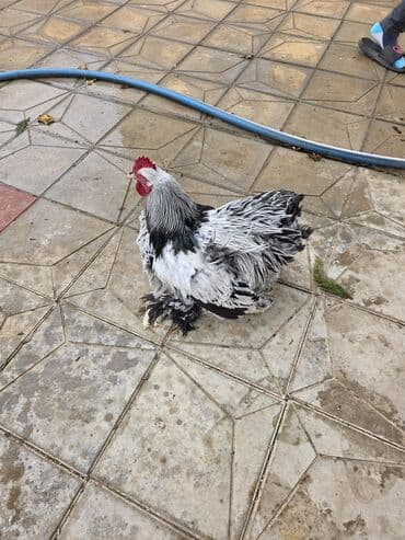 Qoyunlar, qoçlar: Brama 6 aylıq cüt 80 mamat tək 50 manat ünvan hövsan — 3