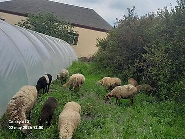 cins inəklər: Dişi, il: 5, 40 kq, Damazlıq, Ünvandan götürmə — 1