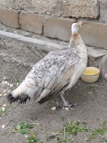 hinduska balasi satilir 2019: Salam aleykum. Satışda bir dənə qara qanad tovuzquşu fərəsi var. 7 — 4