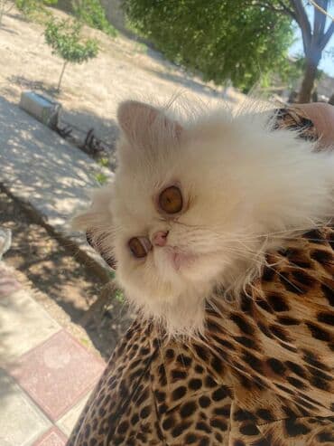 pişik pers: Fars, Erkək — 4