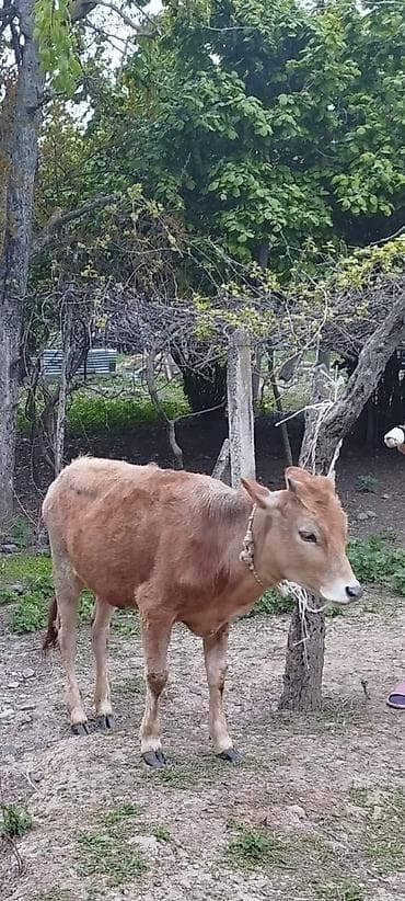 heyvanlara verilən xüsusi adlar: Satılır: inək və buzov (ana-bala) - Növ: yerli mal-qara - Ana inək — 2