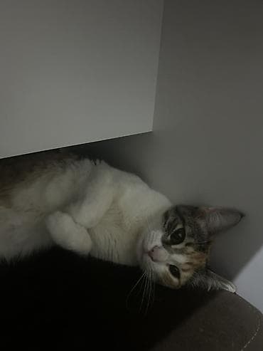 собака на продажу: Самка, В добрые руки — 5