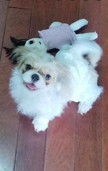 zvanok itləri: Pekines, 2 ay, Peyvəndli — 2