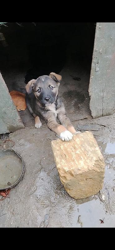 boz pişik adları: Şpitz, 5 ay, Erkek — 2