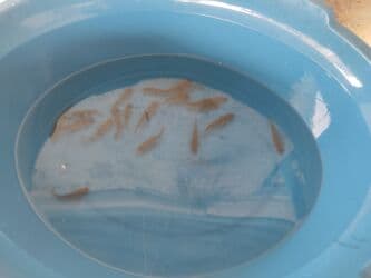 betta balıq: Balig 19 ededi kalp baligi — 3